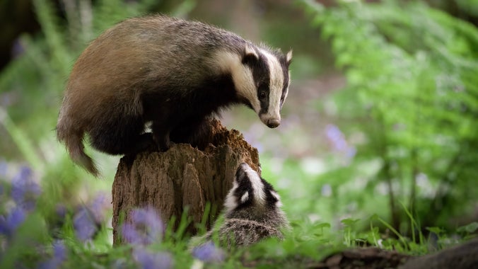 Badger with its cubs in Mount Stewart Demesne